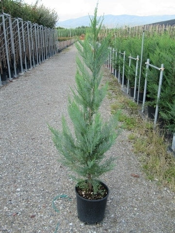  Snelgroeiende Haagconifeer (Cupressocyparis Leylandii)