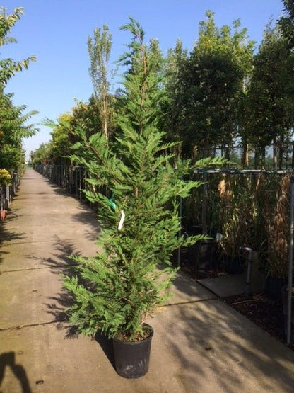  Snelgroeiende Haagconifeer (Cupressocyparis Leylandii)