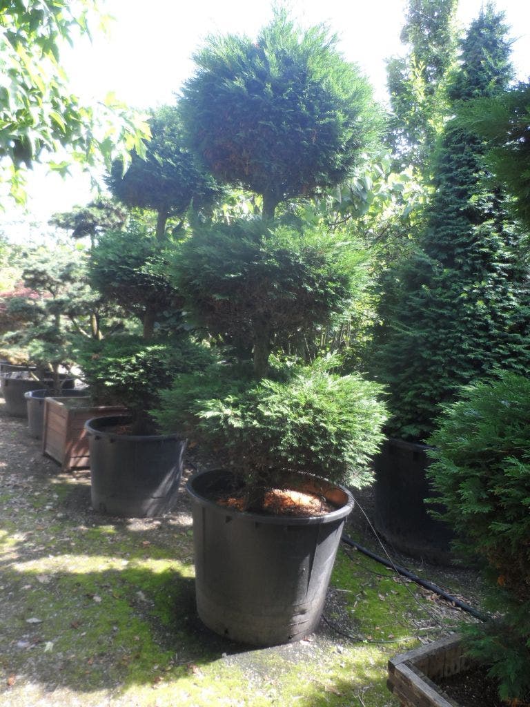  Cupressocyparis, Triobol (Cupressocyparis Leylandii 'Castlewellan Gold')