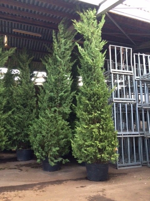  Snelgroeiende Haagconifeer (Cupressocyparis Leylandii)