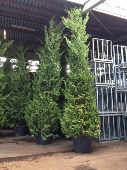  Snelgroeiende Haagconifeer (Cupressocyparis Leylandii)