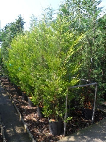  Haagconifeer (Cupressocyparis Leylandii 'Castlewellan Gold' )