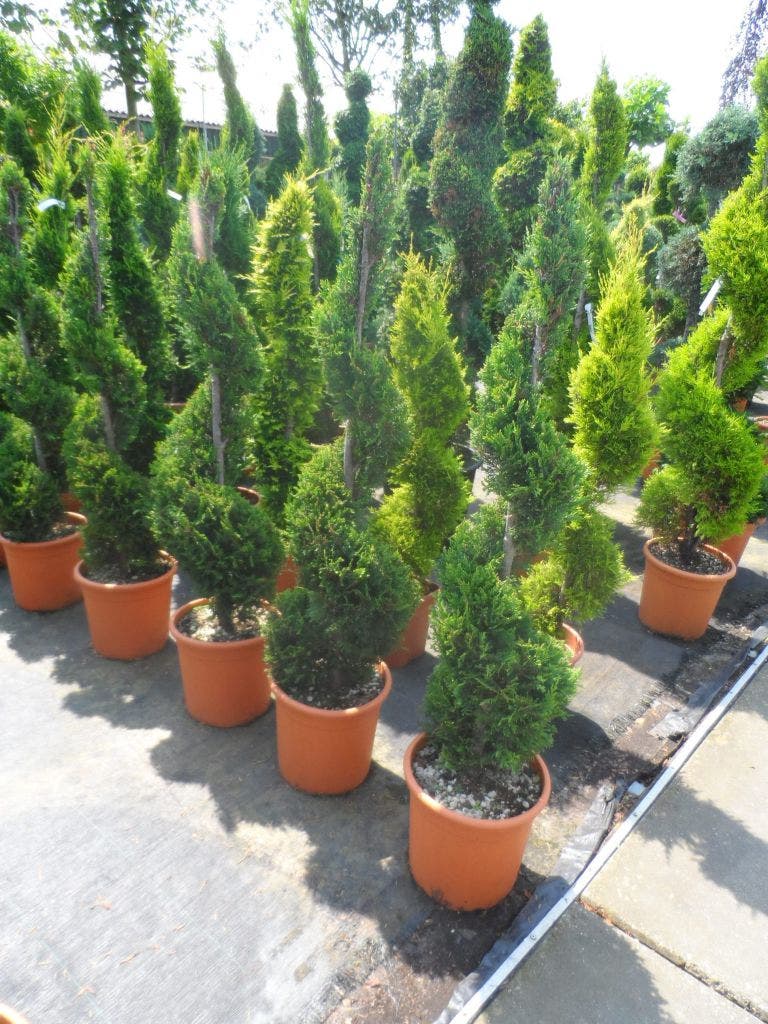  Leylandcipres Als Spiraal (Cupressocyparis Leylandii 'Castlewellan Gold' )