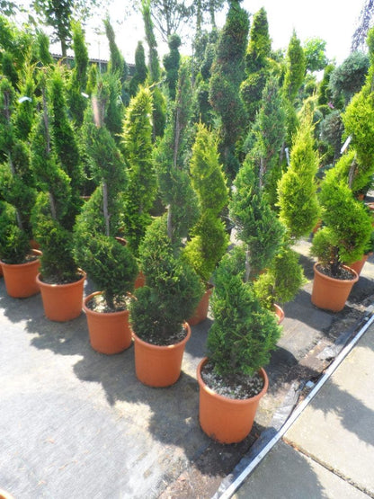  Leylandcipres Als Spiraal (Cupressocyparis Leylandii 'Castlewellan Gold' )