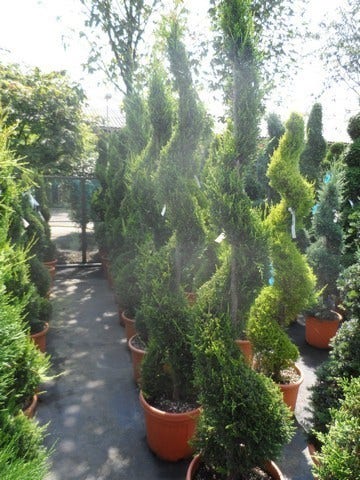  Leylandcipres Als Spiraal (Cupressocyparis Leylandii 'Castlewellan Gold' )