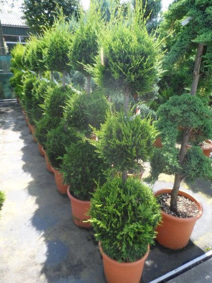  Cupressocyparis, Triobol (Cupressocyparis Leylandii 'Castlewellan Gold')