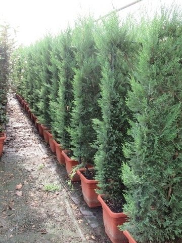  Conifeer Meeneemhaag (Cupressocyparis Leylandii)