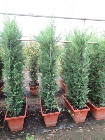  Conifeer Meeneemhaag (Cupressocyparis Leylandii)