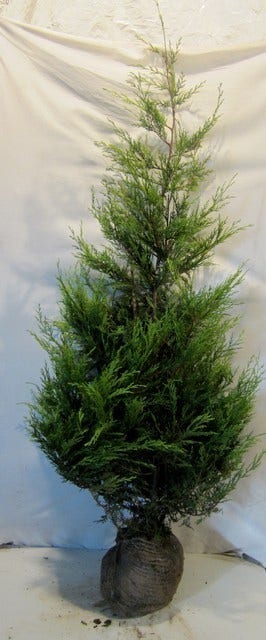  Haagconifeer (Cupressocyparis Leylandii 'Castlewellan Gold' )