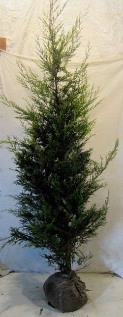  Haagconifeer (Cupressocyparis Leylandii 'Castlewellan Gold' )