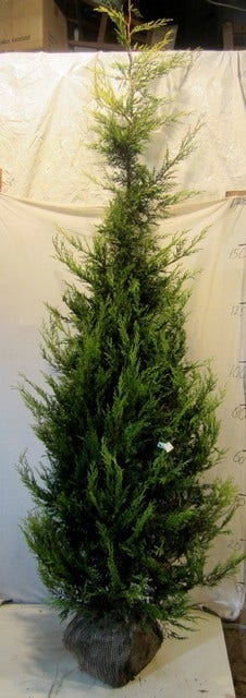  Haagconifeer (Cupressocyparis Leylandii 'Castlewellan Gold' )