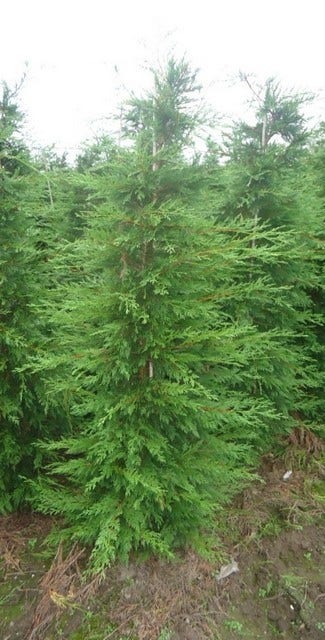  Snelgroeiende Haagconifeer (Cupressocyparis Leylandii)