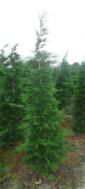  Snelgroeiende Haagconifeer (Cupressocyparis Leylandii)