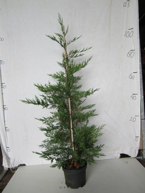  Snelgroeiende Haagconifeer (Cupressocyparis Leylandii)