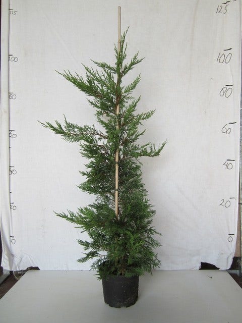 Snelgroeiende Haagconifeer (Cupressocyparis Leylandii)