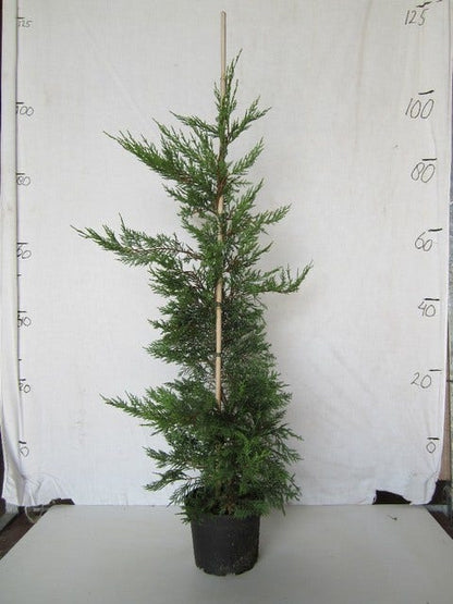  Snelgroeiende Haagconifeer (Cupressocyparis Leylandii)