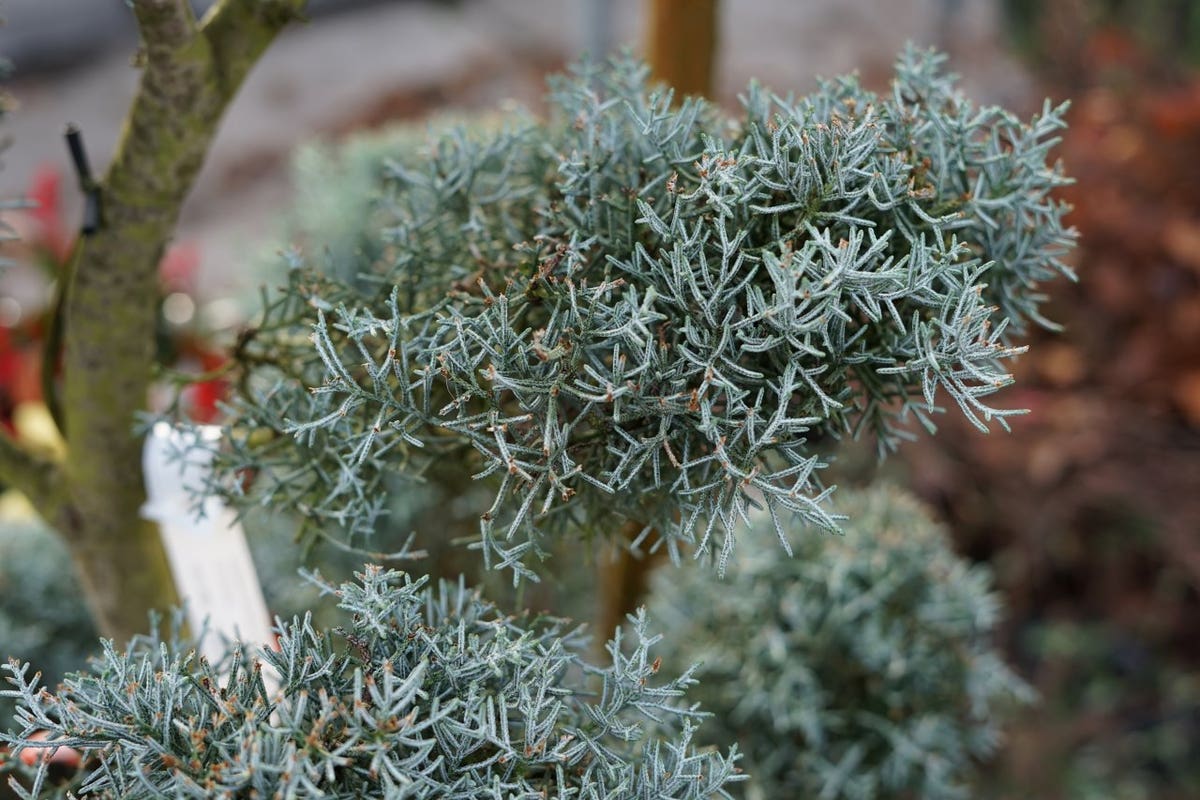  Cipres Als Pompon (Cupressus Arizonica 'Glauca')