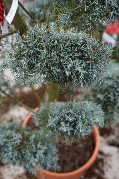  Cipres Als Pompon (Cupressus Arizonica 'Glauca')
