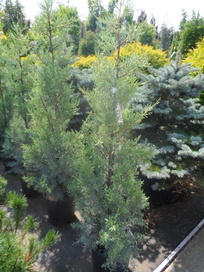  Cipres (Cupressus Arizonica 'Glauca')
