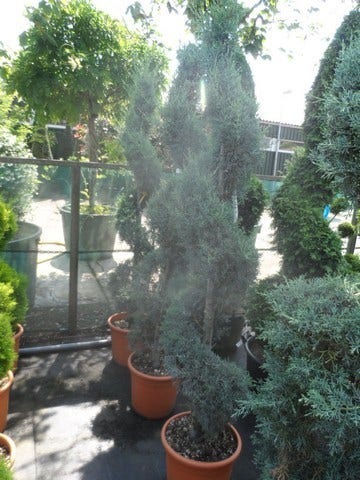  Cipres Als Spiraal (Cupressus Arizonica 'Glauca')