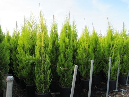 Cipres Kamerconifeer (Cupressus Macrocarpa 'Goldcrest')