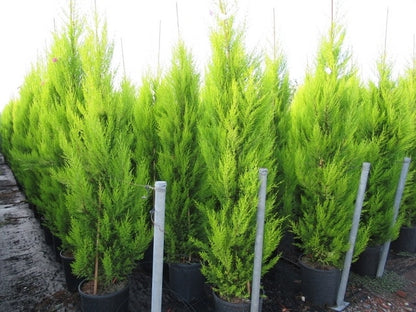  Cipres Kamerconifeer (Cupressus Macrocarpa 'Goldcrest')