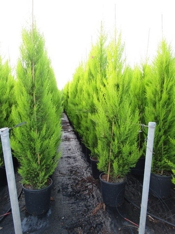  Cipres Kamerconifeer (Cupressus Macrocarpa 'Goldcrest')