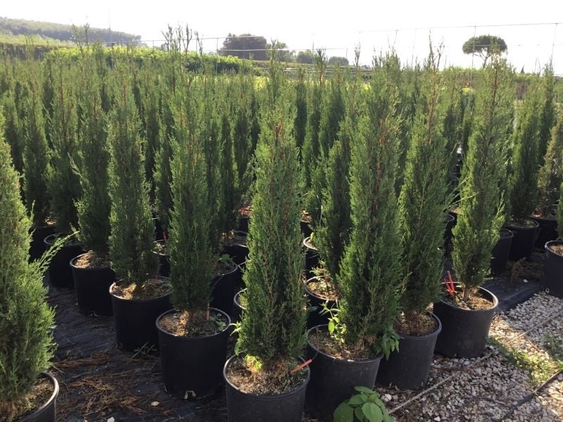 Italiaanse Cypres (Cupressus Sempervirens 'Stricta')