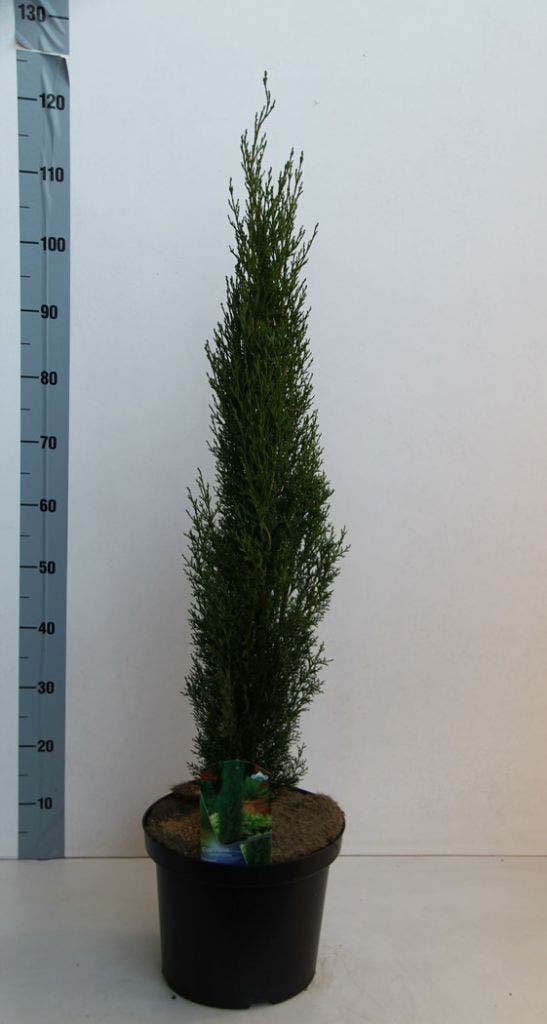  Italiaanse Cipres (Cupressus Sempervirens 'Totem')