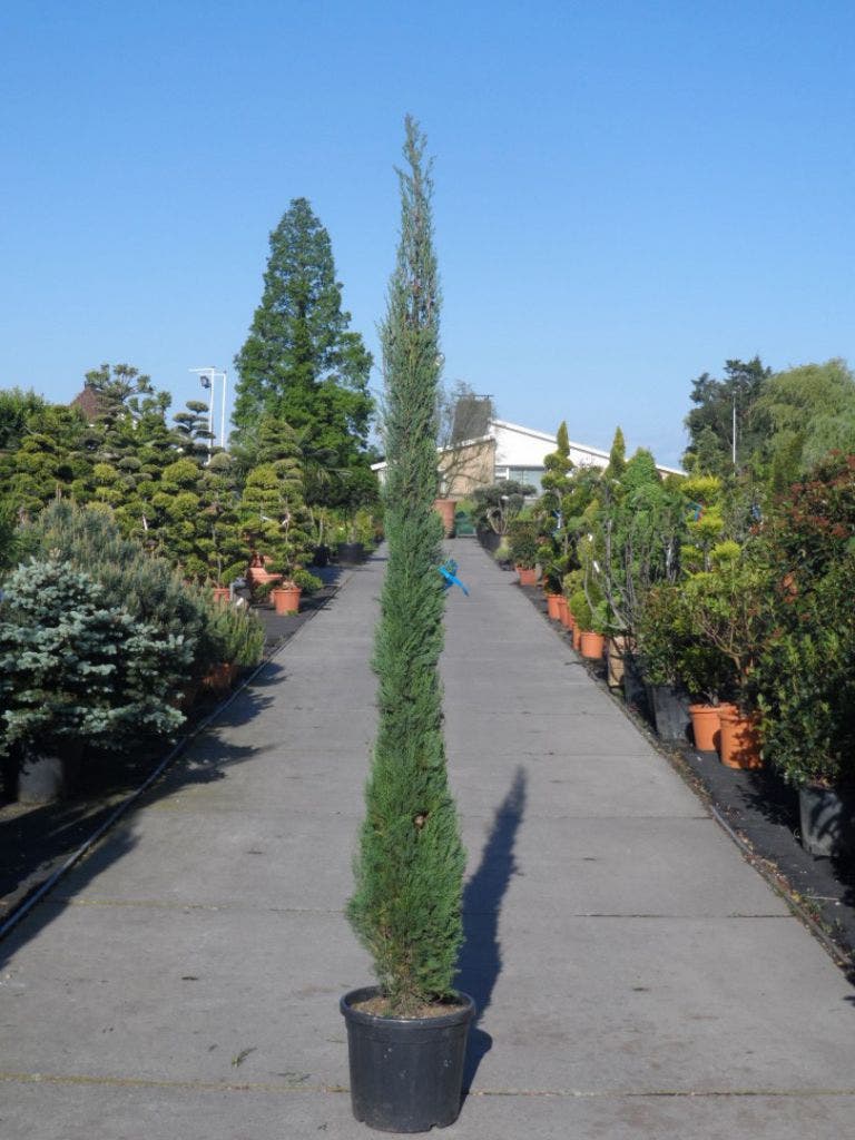  Italiaanse Cypres (Cupressus Sempervirens 'Stricta')