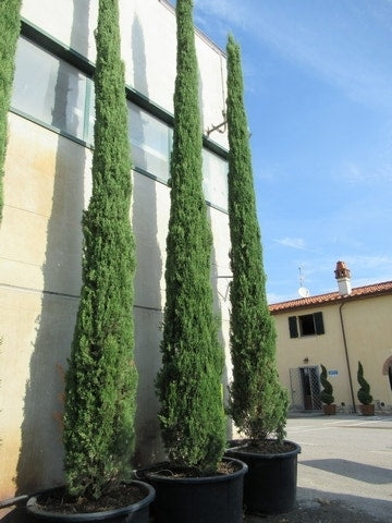  Italiaanse Cypres (Cupressus Sempervirens 'Stricta')