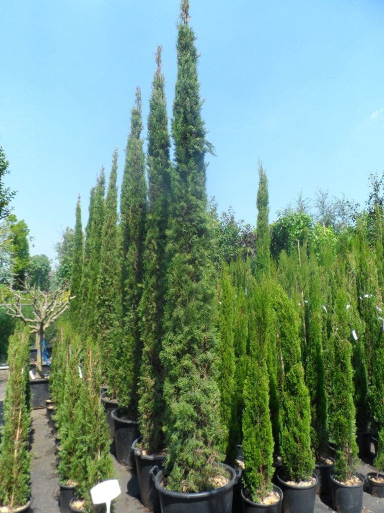  Italiaanse Cypres (Cupressus Sempervirens 'Stricta')