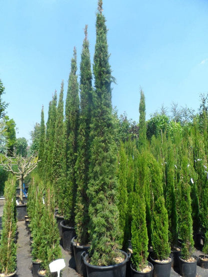  Italiaanse Cypres (Cupressus Sempervirens 'Stricta')