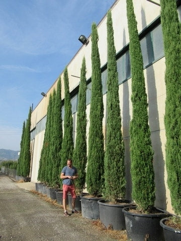  Italiaanse Cypres (Cupressus Sempervirens 'Stricta')