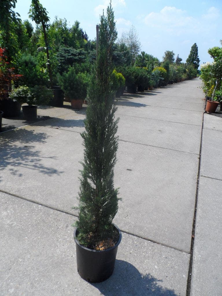  Italiaanse Cypres (Cupressus Sempervirens 'Stricta')