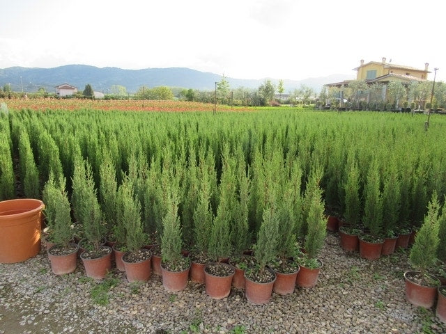  Italiaanse Cypres (Cupressus Sempervirens 'Stricta')