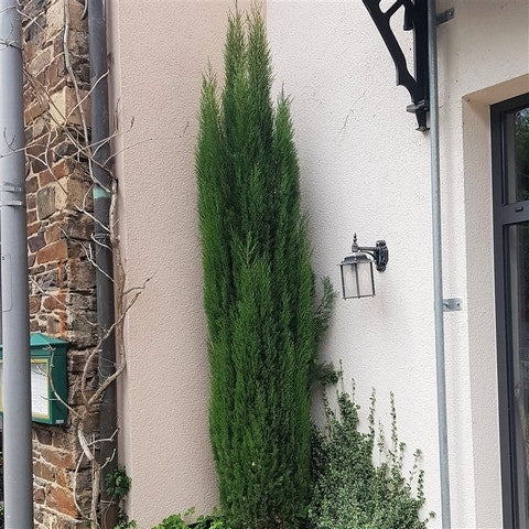  Italiaanse Cipres (Cupressus Sempervirens 'Totem')