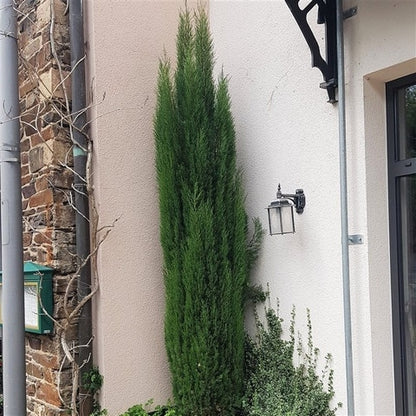  Italiaanse Cipres (Cupressus Sempervirens 'Totem')