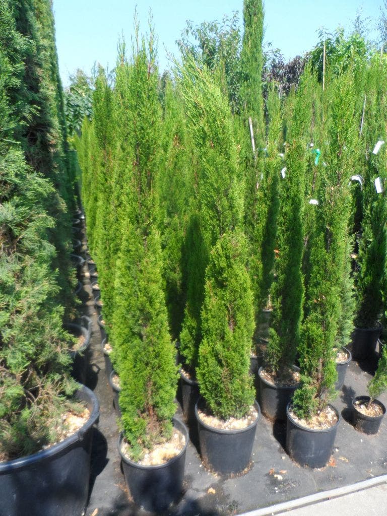 Italiaanse Cipres (Cupressus Sempervirens 'Totem')