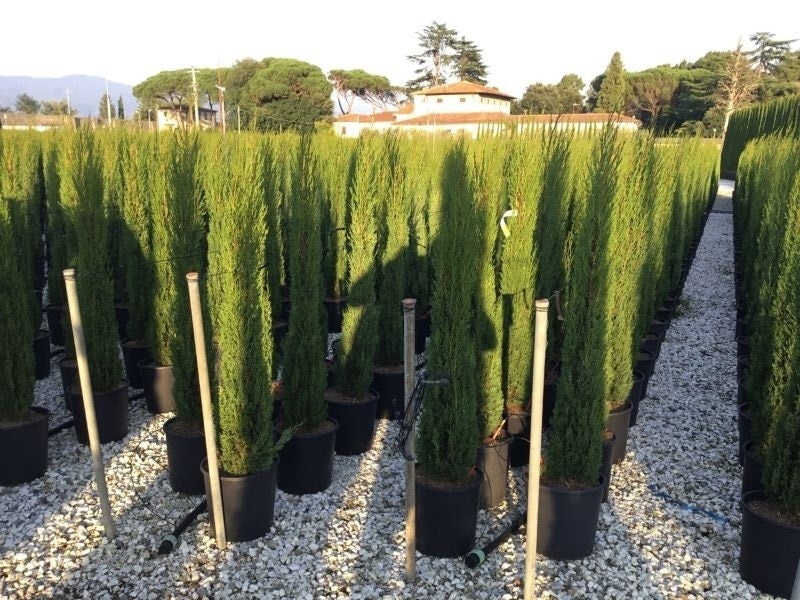  Italiaanse Cypres (Cupressus Sempervirens 'Stricta')