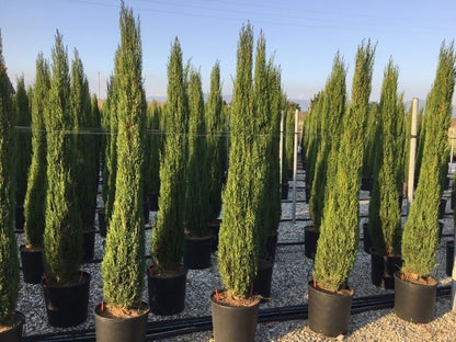  Italiaanse Cypres (Cupressus Sempervirens 'Stricta')