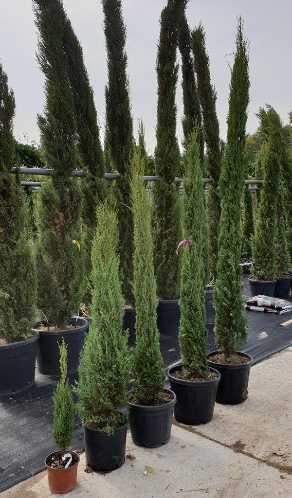  Italiaanse Cypres (Cupressus Sempervirens 'Stricta')