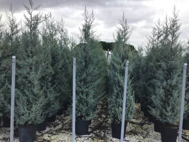  Cipres (Cupressus Arizonica 'Glauca')