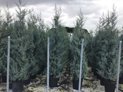  Cipres (Cupressus Arizonica 'Glauca')
