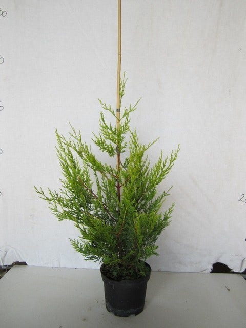  Haagconifeer (Cupressocyparis Leylandii 'Castlewellan Gold' )