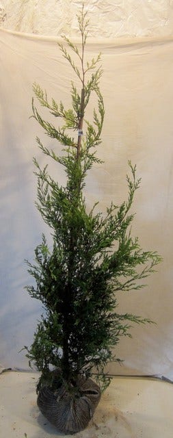  Haagconifeer (Cupressocyparis Leylandii 'Castlewellan Gold' )