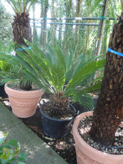  Cycaspalm (Cycas Revoluta)