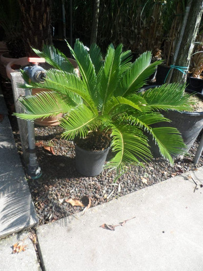  Cycaspalm (Cycas Revoluta)