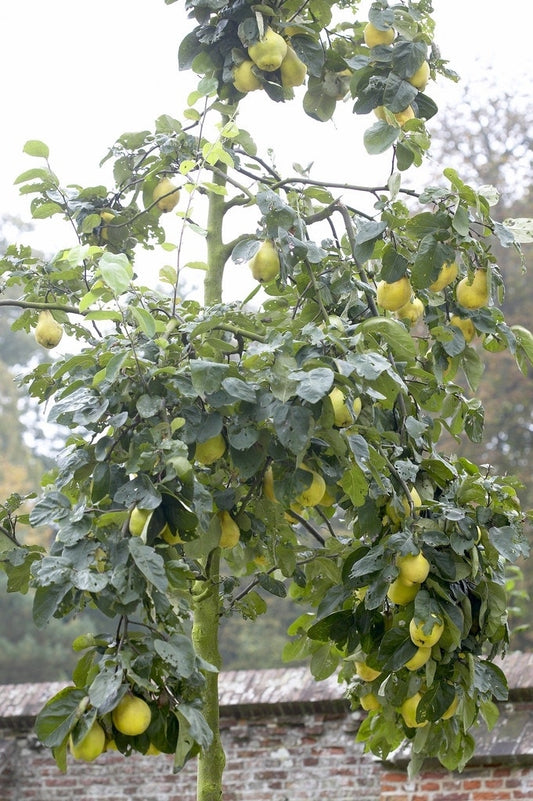  Kweepeer (Cydonia Oblonga)