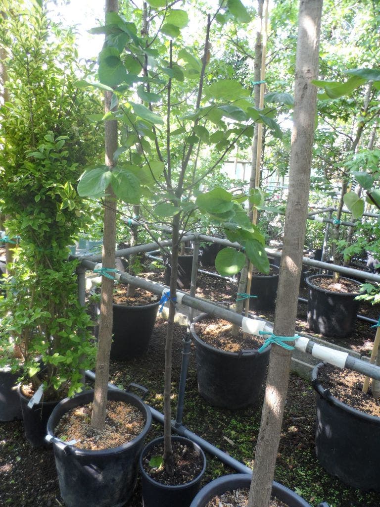  Kweepeer (Cydonia Oblonga)